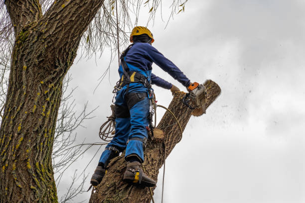 How Our Tree Care Process Works  in  Fayette, MO